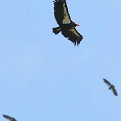 California Condor